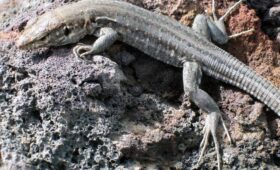 Эволюционный механизм рептилий назвали ключом к разработке методов лечения камней в почках